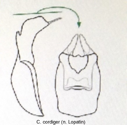 cryptocephalus_cordiger_aed.jpg