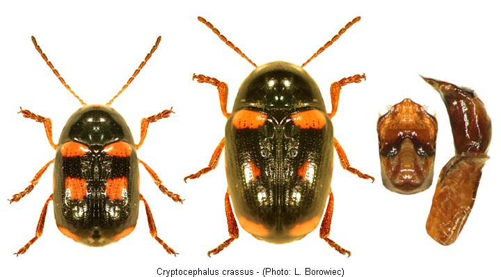 cryptocephalus_crassus.jpg