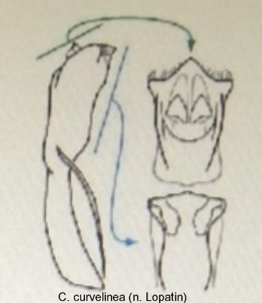 cryptocephalus_curvilinea_aed.jpg