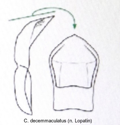 cryptocephalus_decemmaculatus_aed.jpg