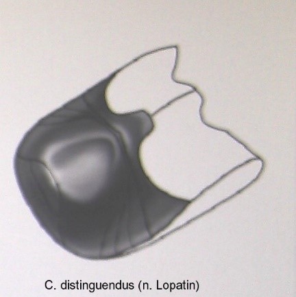 cryptocephalus_distinguendus_abd.jpg