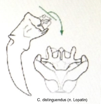 cryptocephalus_distinguendus_aed.jpg