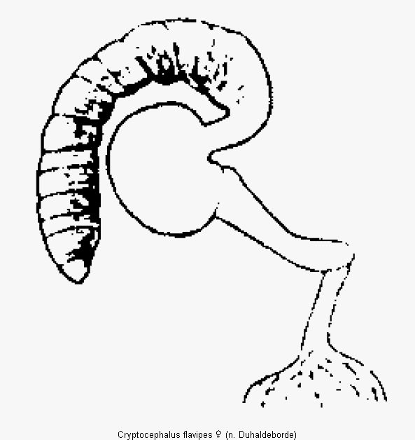 cryptocephalus_flavipes_sperm.gif
