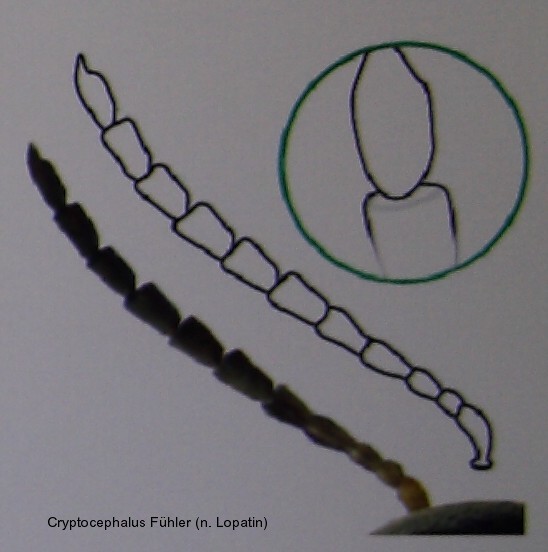 cryptocephalus_fuehler_3.jpg
