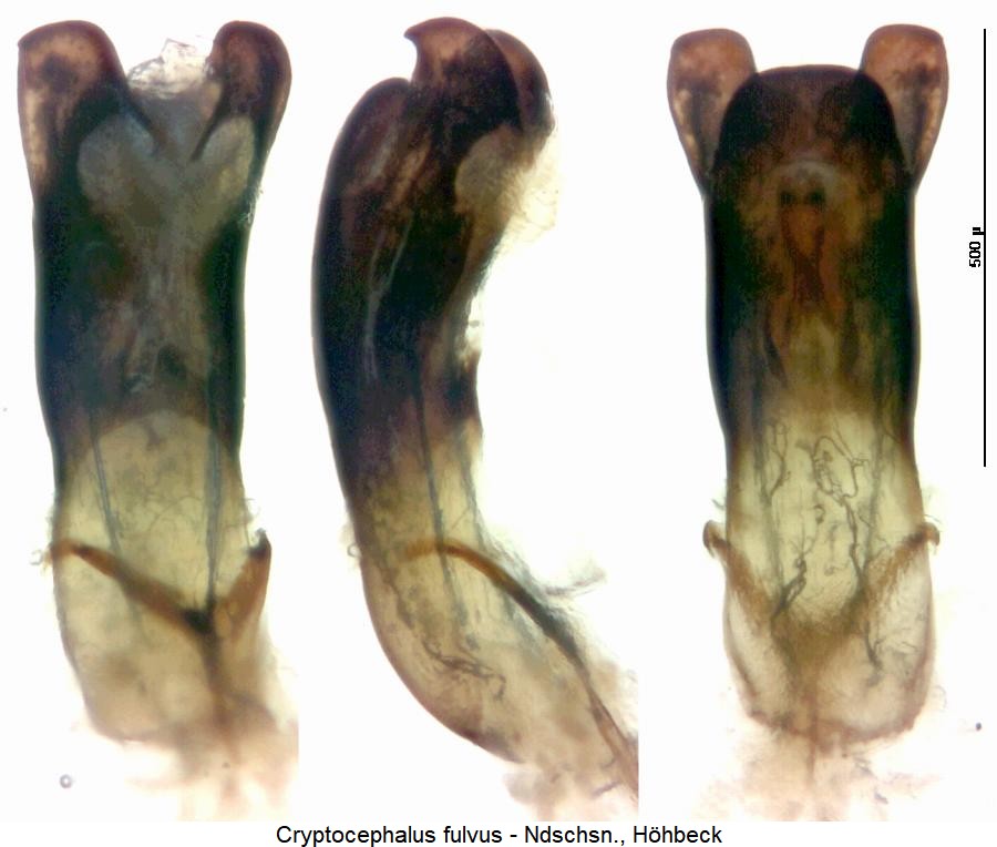 cryptocephalus_fulvus2.jpg