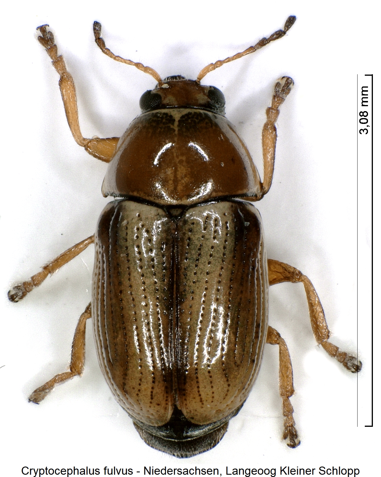cryptocephalus_fulvus_hab1.jpg
