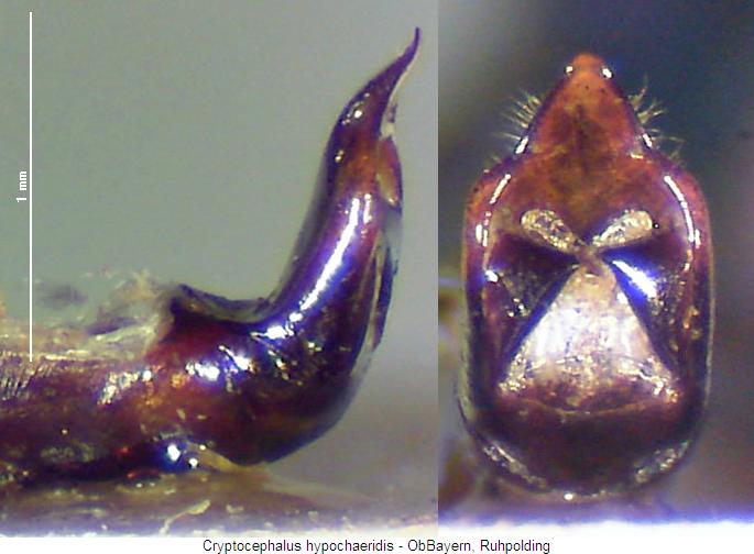 cryptocephalus_hypochaeridis.jpg