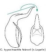 cryptocephalus_hypochoeridis_falzonii_aed.jpg