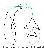cryptocephalus_hypochoeridis_therondi_aed.jpg
