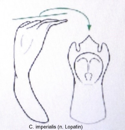 cryptocephalus_imperialis_aed.jpg