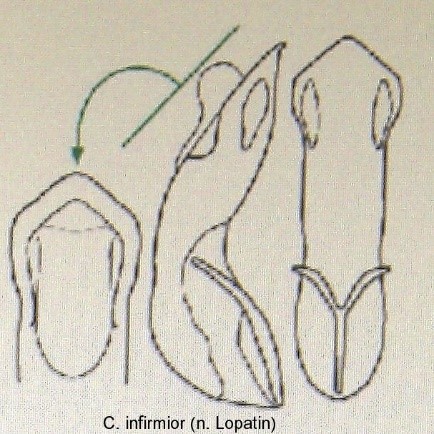 cryptocephalus_infirmior_aed.jpg
