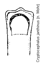 cryptocephalus_janthinus.gif