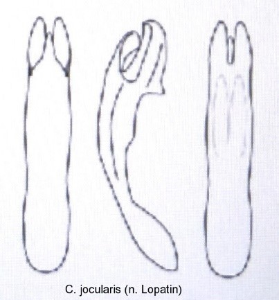 cryptocephalus_jocularius_aed.jpg