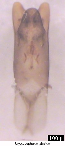 cryptocephalus_labiatus1.jpg