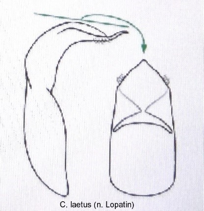 cryptocephalus_laetus_aed.jpg
