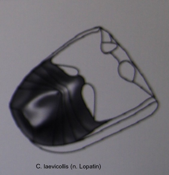 cryptocephalus_laevicollis_abd.jpg