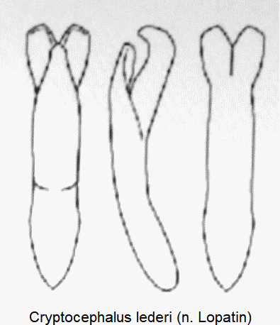 cryptocephalus_lederi.gif