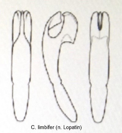 cryptocephalus_limbifer_aed.jpg
