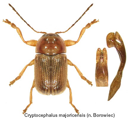 cryptocephalus_majoricensis.jpg