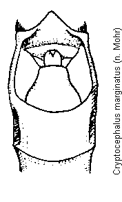 cryptocephalus_marginatus.gif