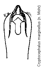 cryptocephalus_marginellus.gif