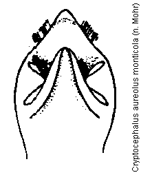 cryptocephalus_monticola.gif