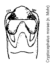 cryptocephalus_moraei.gif