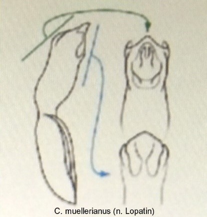cryptocephalus_muellerianus_aed.jpg