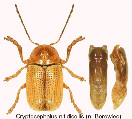 cryptocephalus_nitidicollis_hab.gif