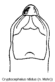 cryptocephalus_nitidus.gif