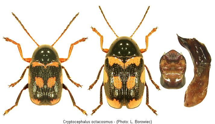 cryptocephalus_octacosmus.jpg