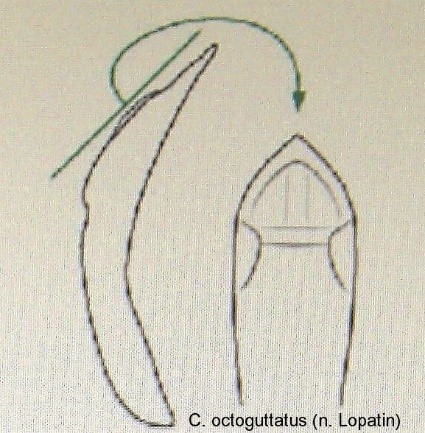 cryptocephalus_octoguttatus_aed.jpg