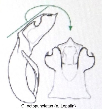 cryptocephalus_octopunctatus_aed.jpg