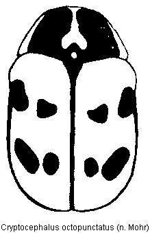 cryptocephalus_octopunctatus_hab.gif