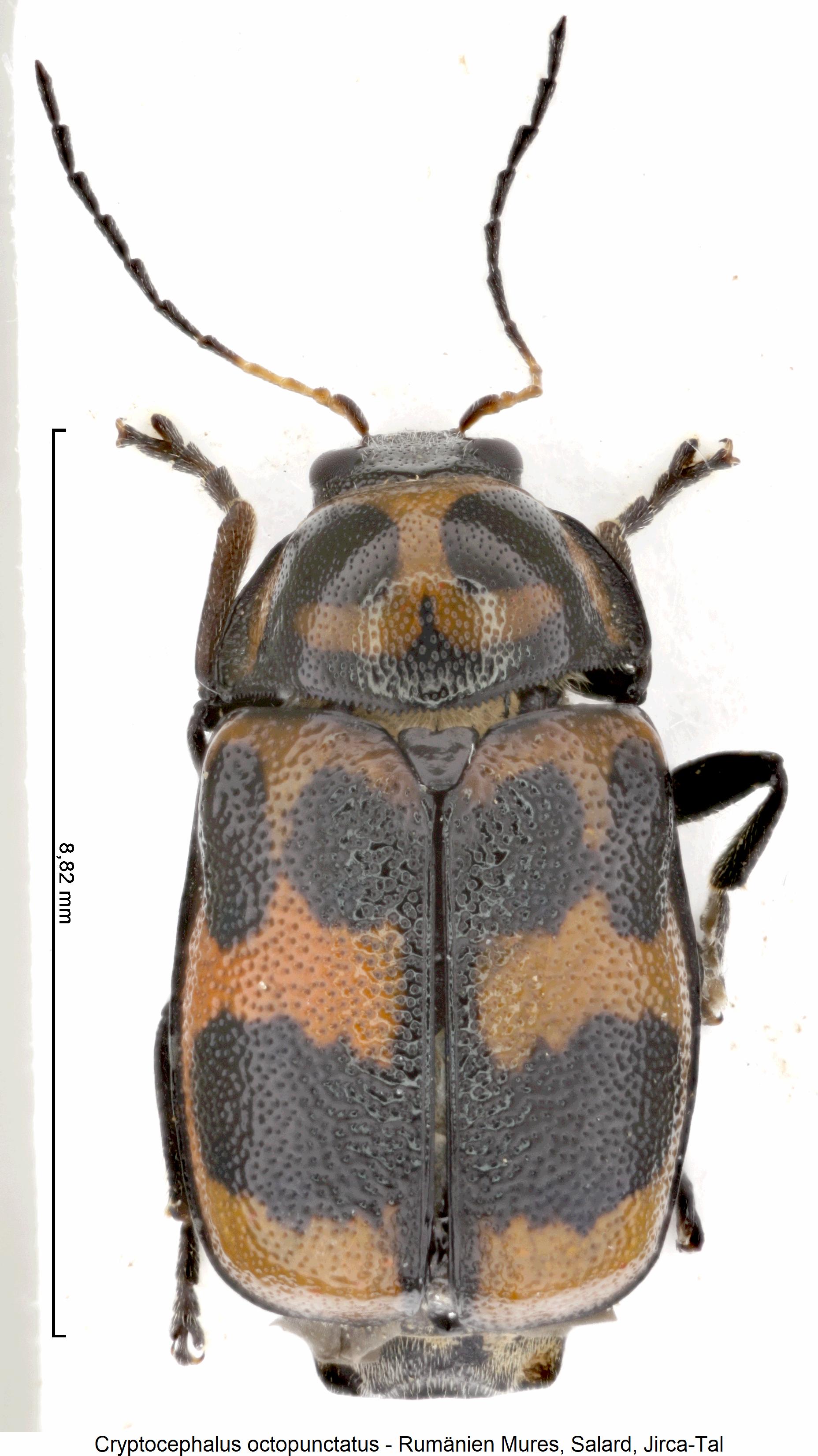 cryptocephalus_octopunctatus_hab.jpg