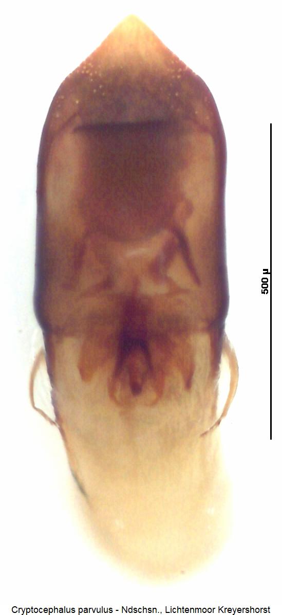 cryptocephalus_parvulus.jpg