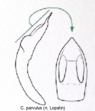 cryptocephalus_parvulus_aed.jpg