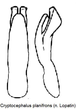 cryptocephalus_planifrons_aed.jpg