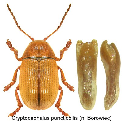 cryptocephalus_puncticollis.jpg