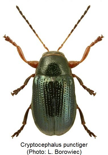 cryptocephalus_punctiger_hab.jpg