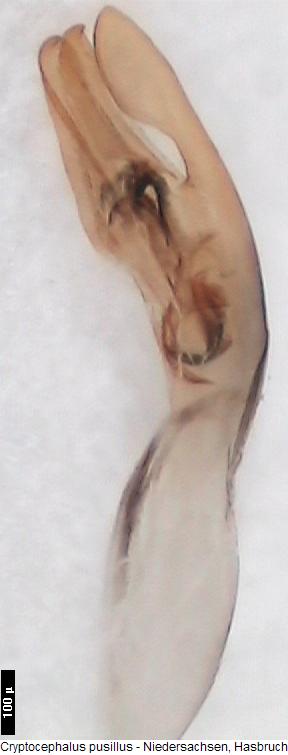 cryptocephalus_pusillus.jpg