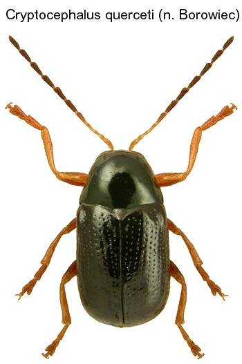cryptocephalus_querceti.jpg