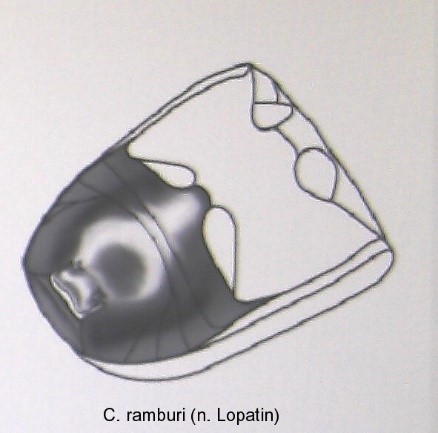 cryptocephalus_ramburi_abd.jpg