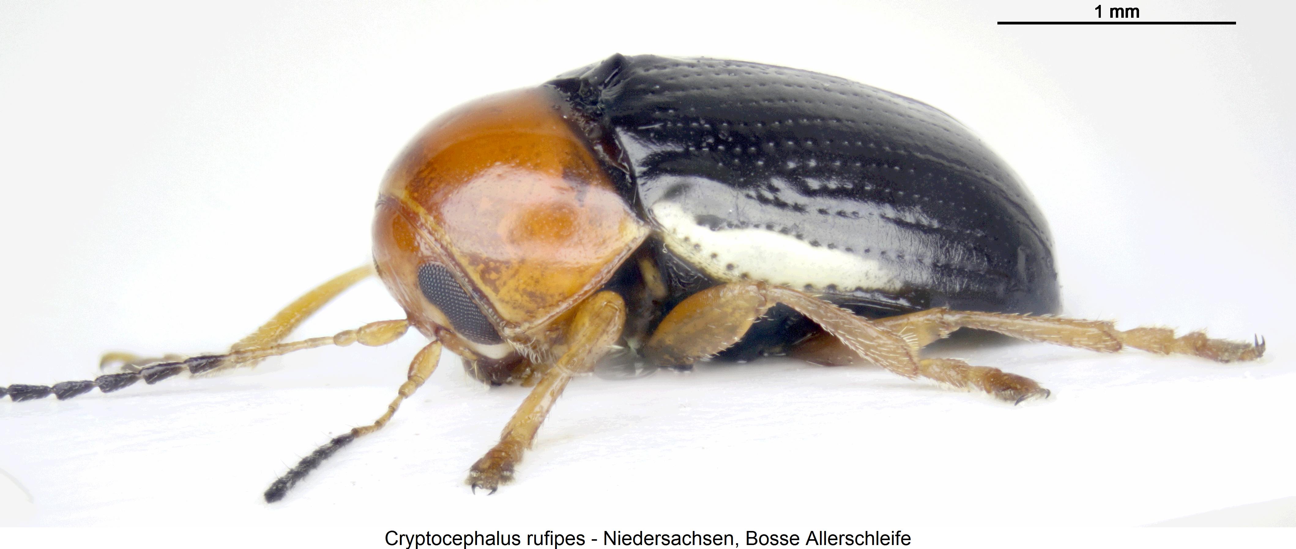 cryptocephalus_rufipes_sa.jpg
