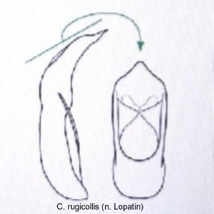 cryptocephalus_rugicollis_aed.jpg