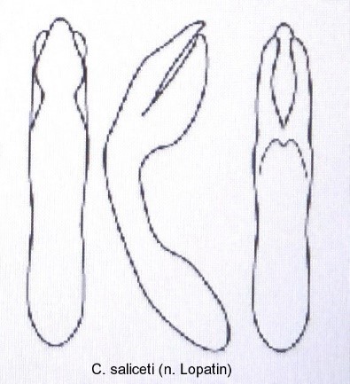 cryptocephalus_saliceti_aed.jpg