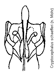 cryptocephalus_schaefferi.gif