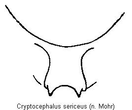 cryptocephalus_sericeus_vbr.gif