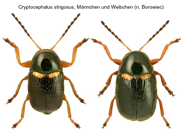 cryptocephalus_strigosus.jpg