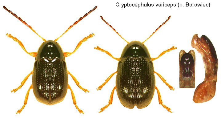 cryptocephalus_variceps.jpg